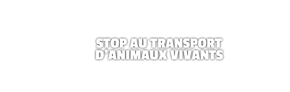 WELFARM - Protection mondiale des animaux de ferme